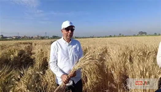 محافظ المنيا: توريد أكثر من 536 ألف طن قمح خلال موسم حصاد 2026