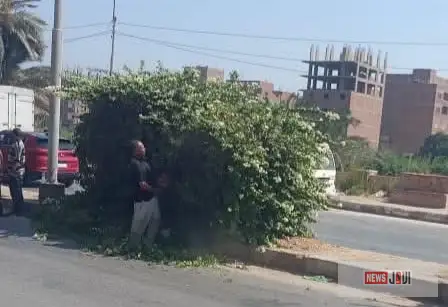 رئيس مدينة المنيا يتابع أعمال تقليم الأشجار ورفع كفاءة المسطحات الخضراء بطريق مصر أسوان وكورنيش النيل