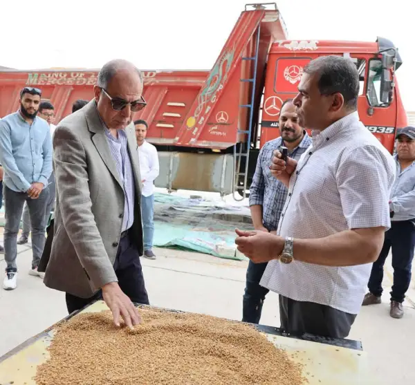 المنيا تتصدر محافظات الجمهورية في توريد القمح بإجمالي 38 ألف طن منذ بدء الموسم